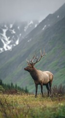 Obraz premium Majestic elk standing in mountain meadow