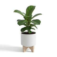 Fototapeta premium Fiddle leaf fig plant in a white ceramic pot with wooden stand