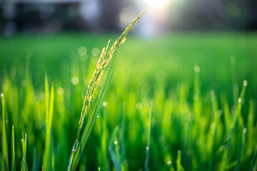 Golden rays of sunrise in paddy fields, where nature awakens in serene beauty with a timeless harmony of light, land and life.