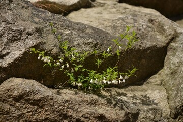 Deutzia uniflora, called Maehwamalbaldori in Korea, is a deciduous shrub of the hydrangea family. It bears solitary white flowers in spring and grows in Korea and Japan.