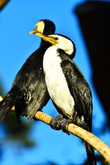 The little pied cormorant, little shag or kawaupaka (Microcarbo melanoleucos) - a common species of Australasian waterbird that ranges across New Zealand, mainland Australia and Tasmania
