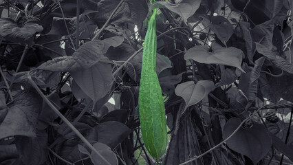 green ridge gourd on a vine with black and white background 