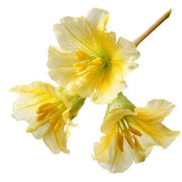 sliced cowslip creeper flowers on transparent png background
