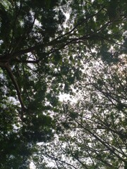 Fototapeta premium Skyward view through a dense canopy of trees, capturing nature's beauty