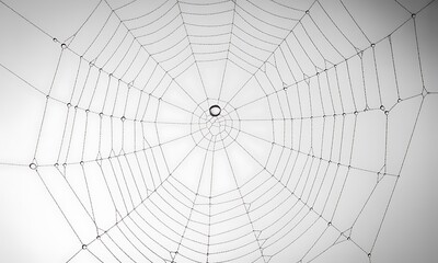 Close-up of a symmetrical spider web with water droplets on threads against white background