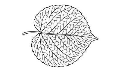 Leaf cross section outline illustration for botanical studies and educational design