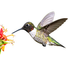  Black-chinned Hummingbird (Archilochus alexandri)