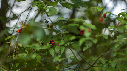 Red berries on a tree.