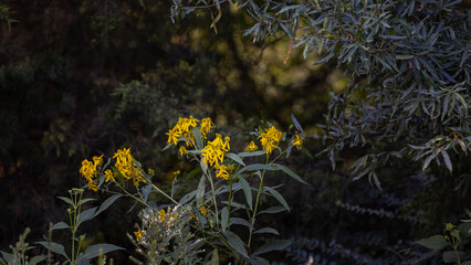 Yellow flowers in the forest.
