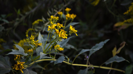 Yellow flowers in the forest.
