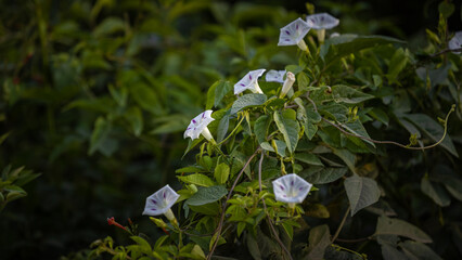 White flowers along the side of road.