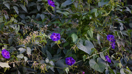 Purple flowers in the garden.