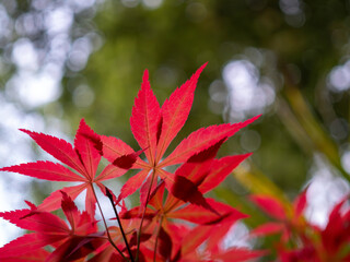 Red acer palmatum leaves against green yellow trees background
