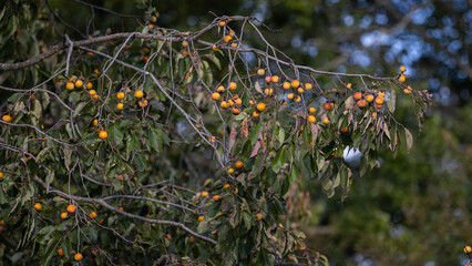 Plum tree in the autumn forest.