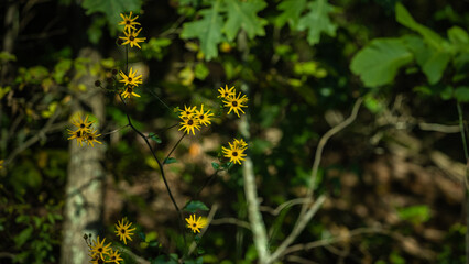 Yellow flowers in the forest.