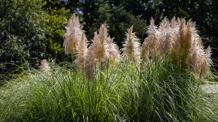 Tall White Pampas grass in the yard.