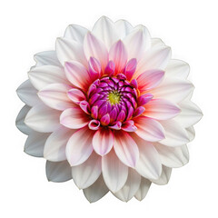 Fototapeta premium Beautiful dahlia flower isolated on transparent background