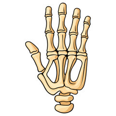 skeleton hand, costume, halloween, festival, vector, transparent background, decoration, hand, isolated, skeleton, bones, mannequin, model, figurine, medical, x-ray, bone, icon