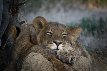 Naklejka premium 昼寝中のライオン 