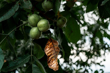 Green fruits and a yellow leaf of a walnut tree