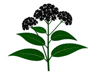 A detailed illustration of a plant with dark clusters of flowers and lush green leaves against a white background.