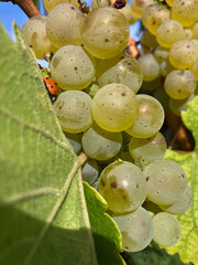 Golden Grapes Across Alsace Vineyards
