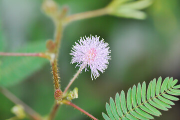Sensitive plant , Shameplant or Sleeping grass or Mimosa hispidula Kunth or Mimosa pudica L or weed plant with flower