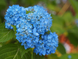 blue Pastel hydrangea flowers.