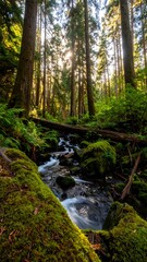 Obraz premium Sunlight streams through lush forest, illuminating a mossy stream