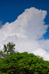 Green leaves, beautiful clouds and blue sky