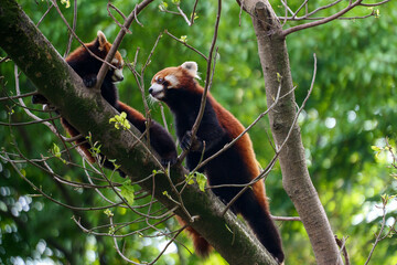 Red Panda climbing trees