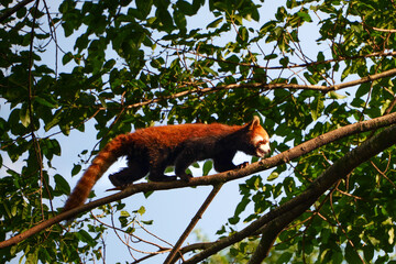 Red Panda climbing trees