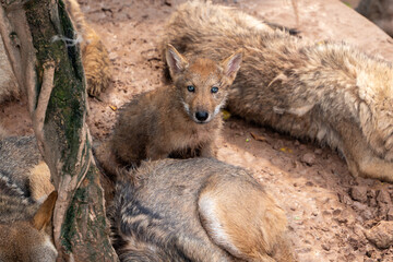 Wolf cub lying in a dry pond in a zoo