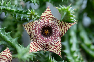 Close up of star shape flower of Huernia plant while blooming. Huernia is a succulent with thick, branching stems that are a greyish green in colour and feature tooth-like spikes.