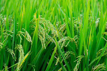 Rice. A large area of rice seedlings growing in the fields of Korea.