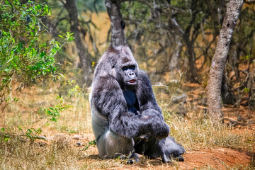 Gros plan d'un gorille des plaines	