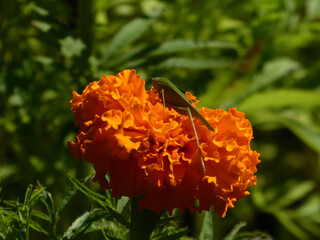 Green Grasshopper Sits on Bright Orange Marigold.