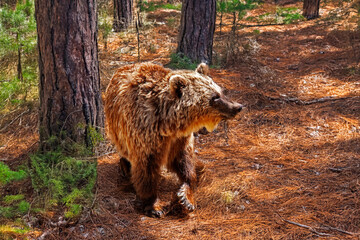 Ours brun - Ursus arctos - dans la forêt