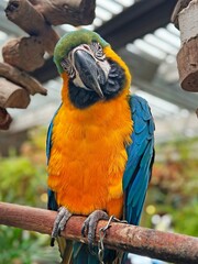 Blue and yellow Macaw (Ara ararauna), also known as Blue and gold Macaw.