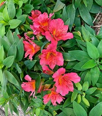 Bright flowers on a Saint Martin's Lily plant. Alstroemeria ligtu 