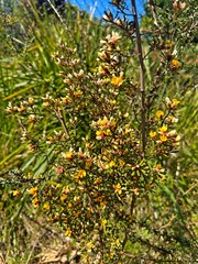 Yellow flowers of a Golden Pea plant. Aotus ericoides