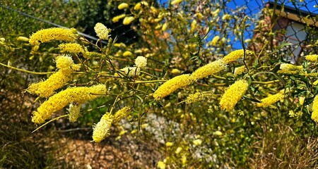 Yellow flower heads of a Grevillea flexuosa plant. Zig Zag Grevillea