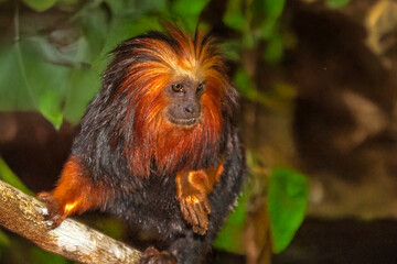 Tamarin lion à tête dorée en gros plan