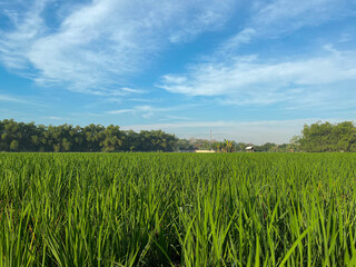 Fresh Green Rice Fields in Countryside
