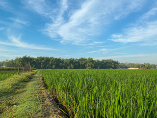 Scenic Farmland View under Morning Sun