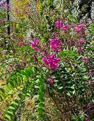 Purple flowers on an Australian indigo plant. Indigofera australis 