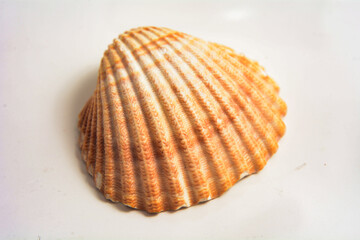 Single Seashell Isolated Natural Object on White Background