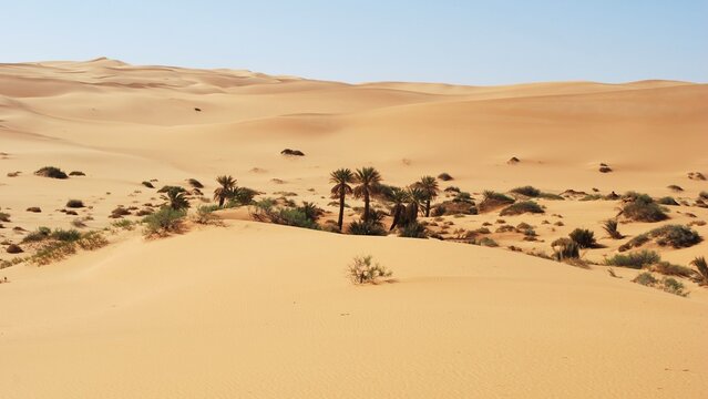 Paysage de l'oasis d'Oubari, dans le Sahara Libyen