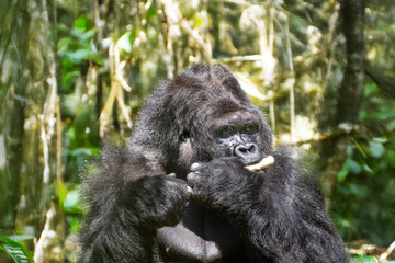 Gros plan d'un gorille des plaines	
