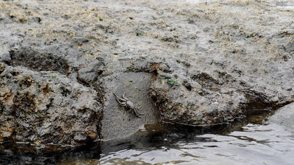 A scenic muddy riverbank rich with wildlife, showcasing the beauty and tranquility of nature